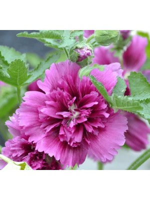 Gülhatmi (Katmerli Büyük Çiçekli) - Mor (5 Tohum)