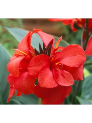 Canna - Tesbih Çiçeği - Kırmızı (1 Tohum)