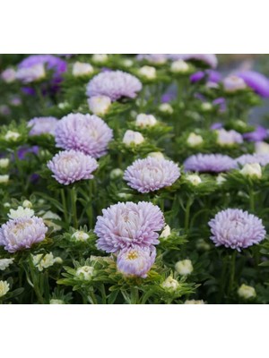 Aster Kasımpatı (Krizantem) Lavanta Renkli - 20 Tohum