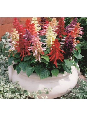 Ateş Çiçeği Tohumu (Iri Çiçekli Bodur) Karışık Renkli - 15 Tohum