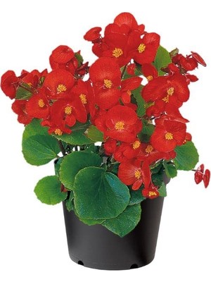 Şeker Begonya Tohumu (Iri Çiçek, Yeşil Yaprak) Kırmızı Renkli - 25 Tohum
