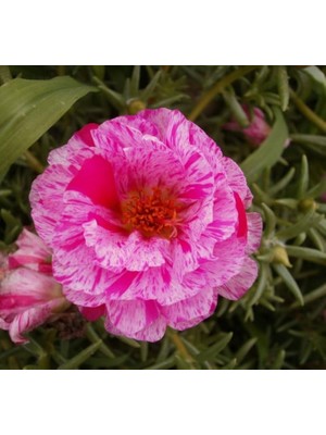 Ipek Çiçeği Tohumu Duble Katlı - Kırçıllı Kırmızı Renkli (25 Tohum)