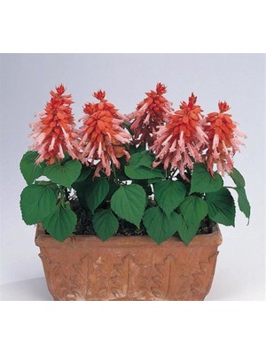Somon Ateş Çiçeği - Salvia F1 Tohumu (30 Tohum)
