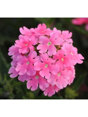 Pembe Mine Çiçeği F1 Tohumu (20 Tohum)