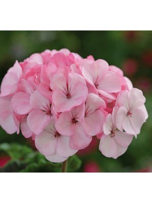 Lekeli Pembe Gül Sardunya F1 Tohumu (10 Tohum)