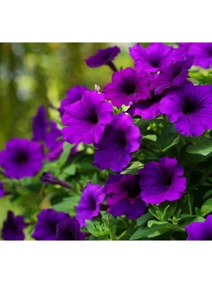 Petunya Çiçeği Tohumu (Iri Çiçekli Bodur) Mor Renkli - 15 Tohum