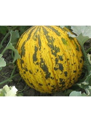 Doğal Kavun Tohumu Dalaman