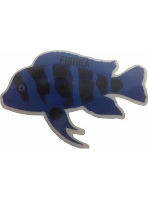 Akvaryum Yapışkan Frontoza Balığı Derece