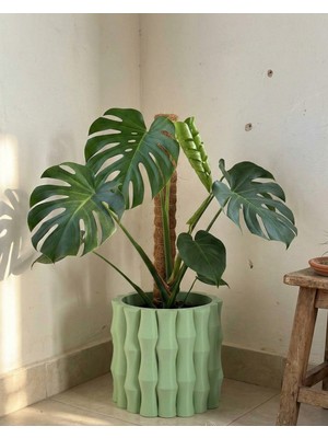 Store Bambu Beton Saksı 5l - Dekoratif Modern Büyük Saksı – Iç Mekan Salon Ofis Bitki Saksısı Yuka Areka Kaktüs