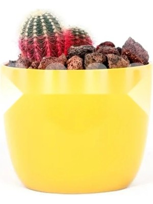 Calperia Doğal Kırmızı Pomza Taşı - 2-3 cm Volkanik Cürüf