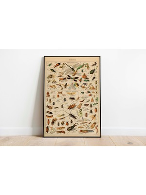 Pegziz Dekoratif Sanatsal Böcek Çeşitleri Vintage Çerçeveli Tablo
