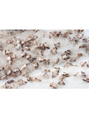 Ddpest Güve Kelebeği Tuzağı Feromonu ve 3 Yapışkan Plaka 4,5 gr Zehirsiz Kesin Çözüm