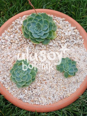 Ulusoy Botanik Dekoratif Kuvars Taşı / Akvaryum Taşı / Sukulent Dekor / Dekoratif Kuvarsit Taş 1-3mm (1 Kg)