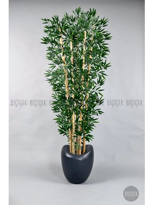 Biçiçek Zen Bambu Ağacı 240 cm Bone Saksıda