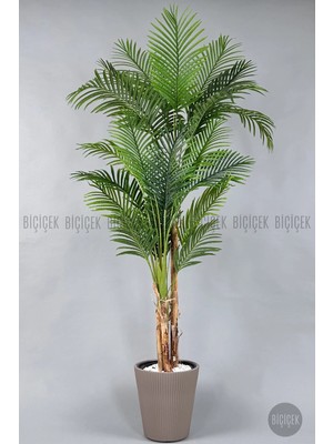 Biçiçek Areka Ağacı 220 cm Vega Saksıda