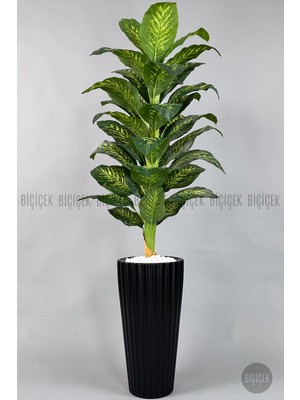 Biçiçek Difenbahya Ağacı 220 cm Kumsal Saksıda
