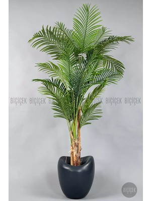 Biçiçek Yapay Areka Ağacı 230 cm Bone Saksıda