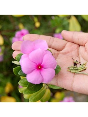 Hepta Collection Ideapazar Roseus ( )