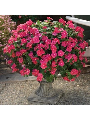 Hepta Collection ( )