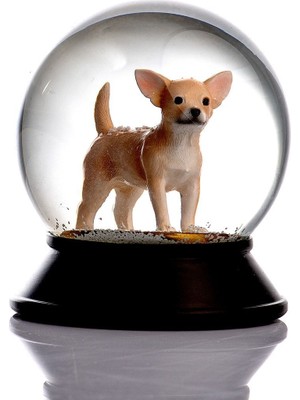 PremiumPort Şeffaf Cam ve Reçine Chihuahua Altın Pati Kar Küresi, Şıklık ve Zarafet