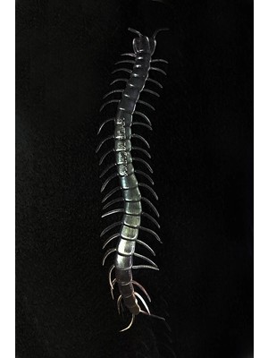 Senka Mey Ithalat® Şeffaf Renk Karanlıkta Parlayan Fosforlu Kırkayak 13 cm 1 Adet