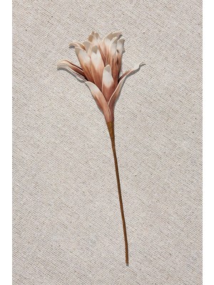 Paşabahçe Yıldız Çiçeği 90 cm Kahverengi - 1 Adet