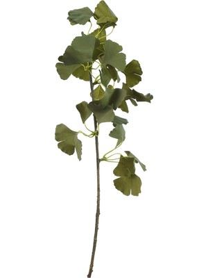 Paşabahçe Ginkgo 75 cm Yeşil - 1 Adet