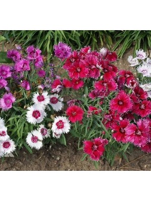 Hakay Karanfili Tohumu - Kokulu Çok Çiçekli, Karışık Renkli (5 Tohum)