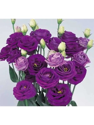 Hakay Mavi Renkli Katmerli Bodur Lisianthus Çiçeği Tohumu - 5 Tohum