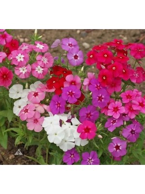 Hakay Çok Çiçekli Floks Çiçeği Tohumu - Karışık Renkli, 10 Tohum