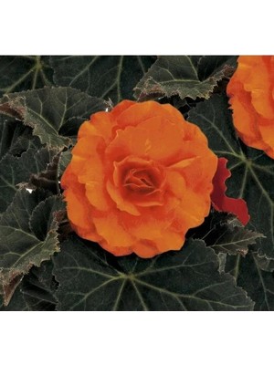 Hakay Katmerli Begonya Tohumu - Kırmızı Yaprak (8 Tohum)