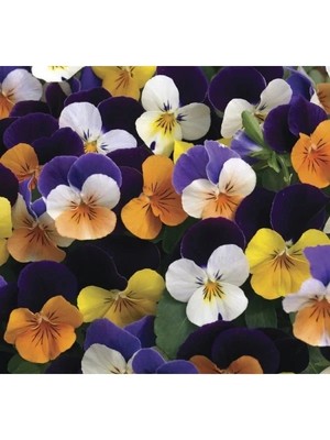 Hakay Karışık Renkli Menekşe Çiçeği Tohumu - 8 Adet