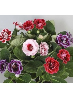 Hakay Katmerli Büyük Çiçekli Menekşe Tohumu - Karışık Renkli (8 Tohum)