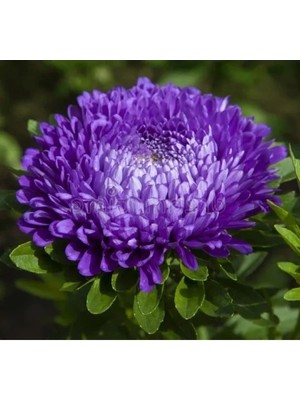 Hakay Mavi Renkli Aster Kasımpatı Tohumu - 20 Tohum