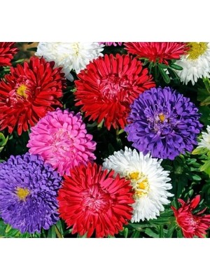 Hakay Karışık Renkli Aster Kasımpatı Tohumu - 20 Tohum