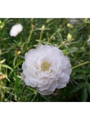 Hakay Ipek Çiçeği Tohumu - Duble Katlı - Beyaz (25 Tohum)