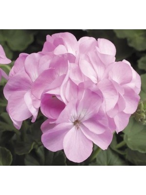 Hakay Leylak Renkli Sardunya Tohumu - Büyük Çiçek ve Kokulu Yaprak - 5 Adet