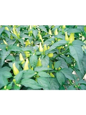 Hakay Doğal Biberiye Tohumu - 100% Gerçek