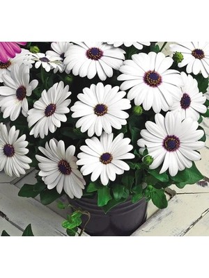 Hakay Beyaz Bodrum Papatyası F1 Tohumu - 5 Tohum