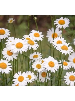 Hakay Kalıcı Yüksek Boylu Beyaz Papatya Tohumu - 40 Tohum