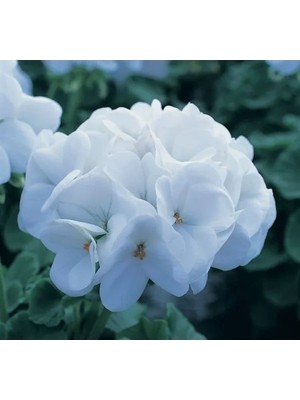 Hakay Büyük Çiçekli Sardunya Tohumu - Beyaz Renkli - 5 Tohum