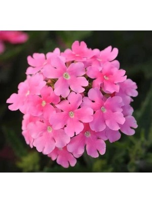 Hakay Pembe Mine Çiçeği F1 Tohumu - 20 Adet