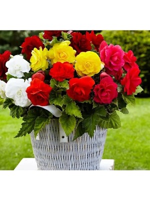 Hakay Karışık Renkli Begonya Tohumu (Katmerli) - 5 Tohum Paketi