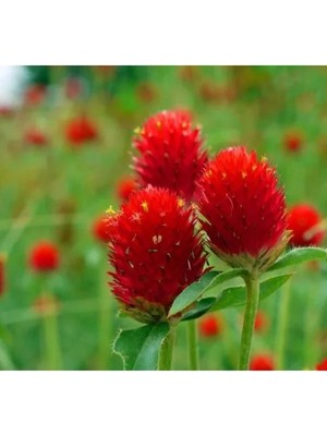 Hakay Kırmızı Medine Düğmesi F1 Tohumu - 50 Tohum