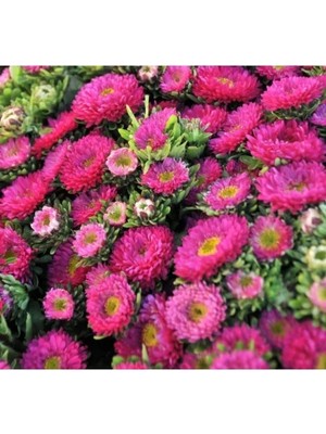 Hakay Pembe Kasımpatı Çiçeği Tohumu - 5 Tohum