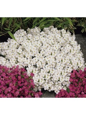 Hakay Karışık Renkli Arabis F1 Tohumu - Bahçenizi Zenginleştirin