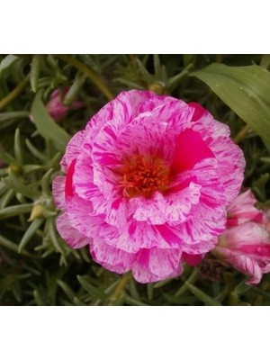 Hakay Kırçıllı Kırmızı Ipek Çiçeği Tohumu Duble Katlı (25 Tohum)