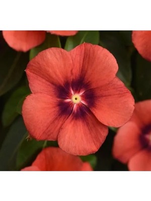 Hakay Kırmızı Siyah Renkli Tattoo Serisi Rozet Çiçeği Tohumu (5 Tohum)