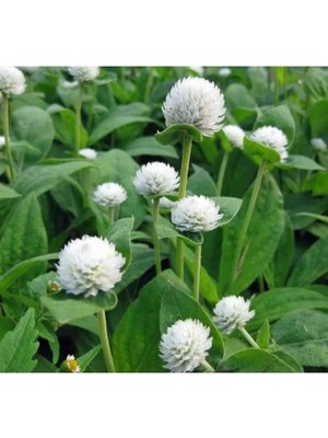 Hakay Beyaz Renkli Medine Düğmesi Tohumu - 30 Adet