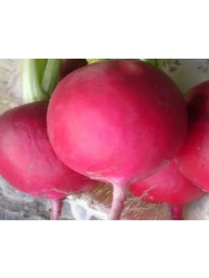 Hakay Aksel Iri Turp Tohumu - 10 gr